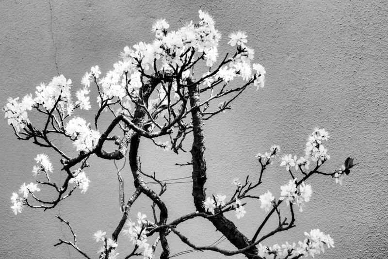 Cherry Tree Bonsai Seeds 20 Seeds