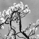 Cherry Tree Bonsai Seeds 20 Seeds