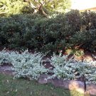 Saltbush Seeds 50 Seeds Great Landscape Bush Made in USA