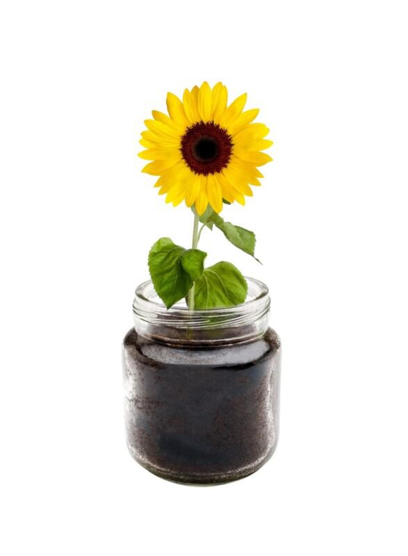 Sunflower Windowsill Planter Kit Grows Year Round Includes Everything Needed