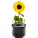 Sunflower Windowsill Planter Kit Grows Year Round Includes Everything Needed