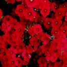 200+ Texas Red Phlox Seeds Stunning Red Wildflower Made in USA