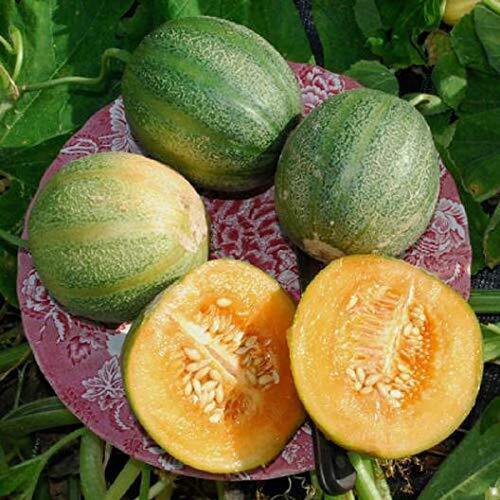 Minnesota Midget Melon Seeds 10 Seeds Packet Grow Fun Midget Melons That Tas
