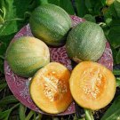 Minnesota Midget Melon Seeds 10 Seeds Packet Grow Fun Midget Melons That Tas