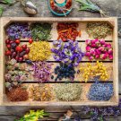 Essential Oils Garden Seed Kit Grow Peppermint Tea Tree Lavender Eucalyptus