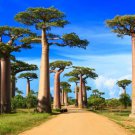 African Baobab Bonsai Tree Seeds 5 Seeds to Grow Highly Prized Baobab Tree