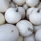 Blanco White Pumpkin Seeds 10 Seeds Great White JackOLanterns