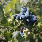 100+ Blueberry Seeds for Planting