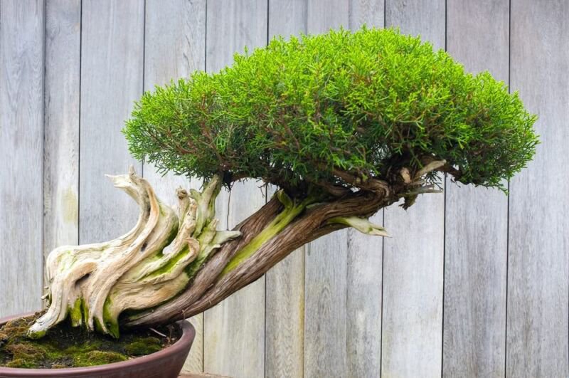 Thuja Evergreen Bonsai Tree Seeds Western Red Cedar Thuja plicata 30 Seeds