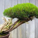 Thuja Evergreen Bonsai Tree Seeds Western Red Cedar Thuja plicata 30 Seeds