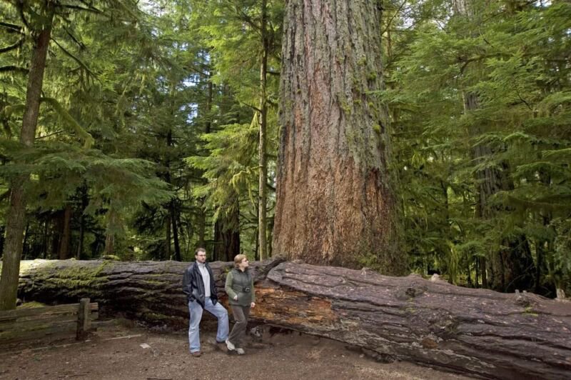 40 Western Red Cedar Tree Seeds Thuja plicata Long Lived