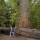 40 Western Red Cedar Tree Seeds Thuja plicata Long Lived