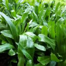 500 Culantro Seeds Stinkweed DuckTongue herb Sawtooth or SawLeaf herb Seeds