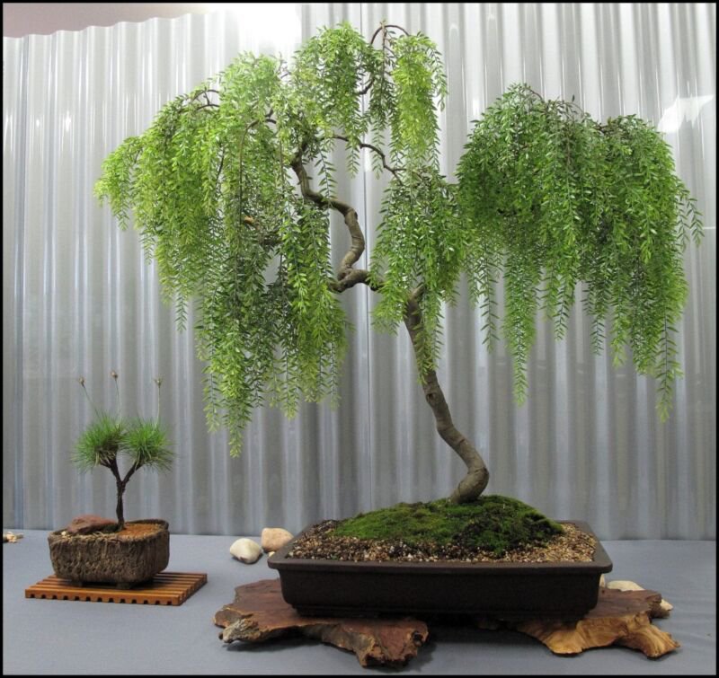 Live Dwarf Australian Weeping Willow Bonsai Tree Fast Growing Indoor/Outdoor