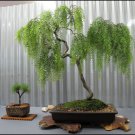 Live Dwarf Australian Weeping Willow Bonsai Tree Fast Growing Indoor/Outdoor