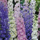Mixed Delphinium Flower Seeds 100+ Seeds Grow Stately Delphinium Wildflowers