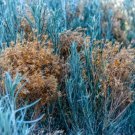 100 Blue Rabbit Bush Seeds Hardy Perennial