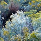 100 Rubber Rabbitbrush Seeds Hardy Perennial