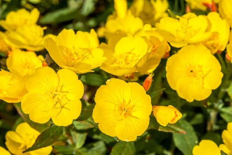 500 Evening Primrose Seeds