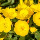 500 Evening Primrose Seeds