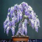 Purple Wisteria Bonsai Tree Seeds 10 Pack Highly Prized Flowering Bonsai Wis