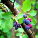 50 Saskatoon Serviceberry Seeds Amelanchier alnifolia Seeds (Edibl