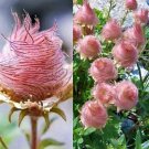 Prairie Smoke Seeds 10 Seeds to Grow Made in USA Ships from Iowa. Rare
