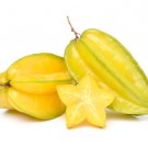 2 Starfruit Seeds Shipped Wet and Ready to Plant Grow 2 Starfru