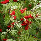 CHUXAY GARDEN Sorbus AucupariaRowanEuropean Mountain Ash 50 Seeds Dwarf Shrub