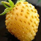 Yellow Wonder Strawberry Seeds (50 Seeds) NonGMO Fruit Seeds