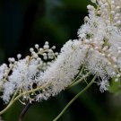 Black Snakeroot Seeds (15 Seeds) Rare Plant Cimicifuga racemosa