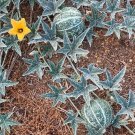 Coyote Melon Seeds (10 Seeds) Bright Striped Melon Compact Vines 6070 Days