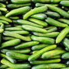 Alpha Cucumber Seeds (30 Seeds) Persian Beit Alpha (a.k.a. Lebanese