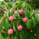 Kousa Dogwood Seeds 30 Seeds Cornus kousa