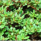 500+ Purslane Seeds Green NonGMO Fresh Garden Seeds Portulaca oleracea