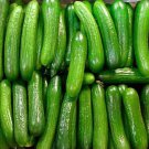 US Grown! 40+ Persian Beit Alpha (a.k.a. Lebanese) Cucumber Seeds Heirloom NonG