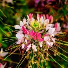 500+ Spiderflower Seeds Exotic Mixed Color Cleome Flowers Great