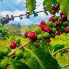 Coffee Seeds 20 Seeds to Grow Coffee Beans Coffea Arabica