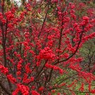 30 Winterberry Bush Seeds Ilex verticillata Essential Winter Fo