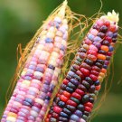 250+Glass Gem Corn Seeds Vegetables and FruitsHeirloom Seeds Non G