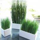 2000+Premium Cat Grass Seeds Organic98% Germination Rate Germinate Within 3 Da