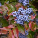 50 Creeping Barberry Bush Seeds Creeping Oregon Grape