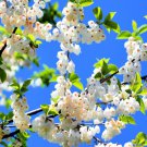 Carolina Silverbell Tree Seeds 6 Large Seeds Halesia Carolina S