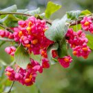 Spindle Tree Seeds 10 Seeds Euonymus latifolius