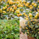 220+ Toothache Plant Seeds Electric Daisy Seeds Acmella Olerace