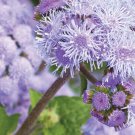 Blue Planet Ageratum Flower Seeds (1000 Seeds) Ageratum houstoni