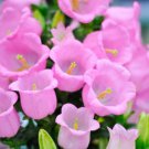 Pink Bellflower Seeds (50 Seeds) Campanula Medium