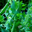 100+ Sugar Snap Pea Seeds for Planting
