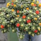 Zanzibar Safflower Flower Seeds (30 Seeds) Mixed Color Carthamus