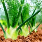 100 Fennel Vegetable Seeds Grow Preludio Fennel Bulbs for Cuisine